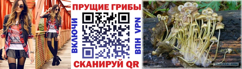 Псилоцибиновые грибы MAGIC MUSHROOMS  Купить где  Абаза 